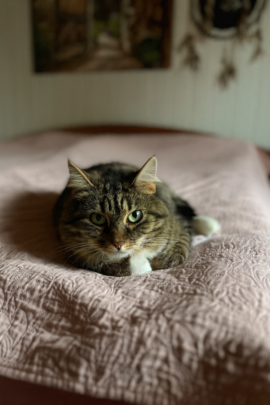 Gray cat laying on exactly the same bed