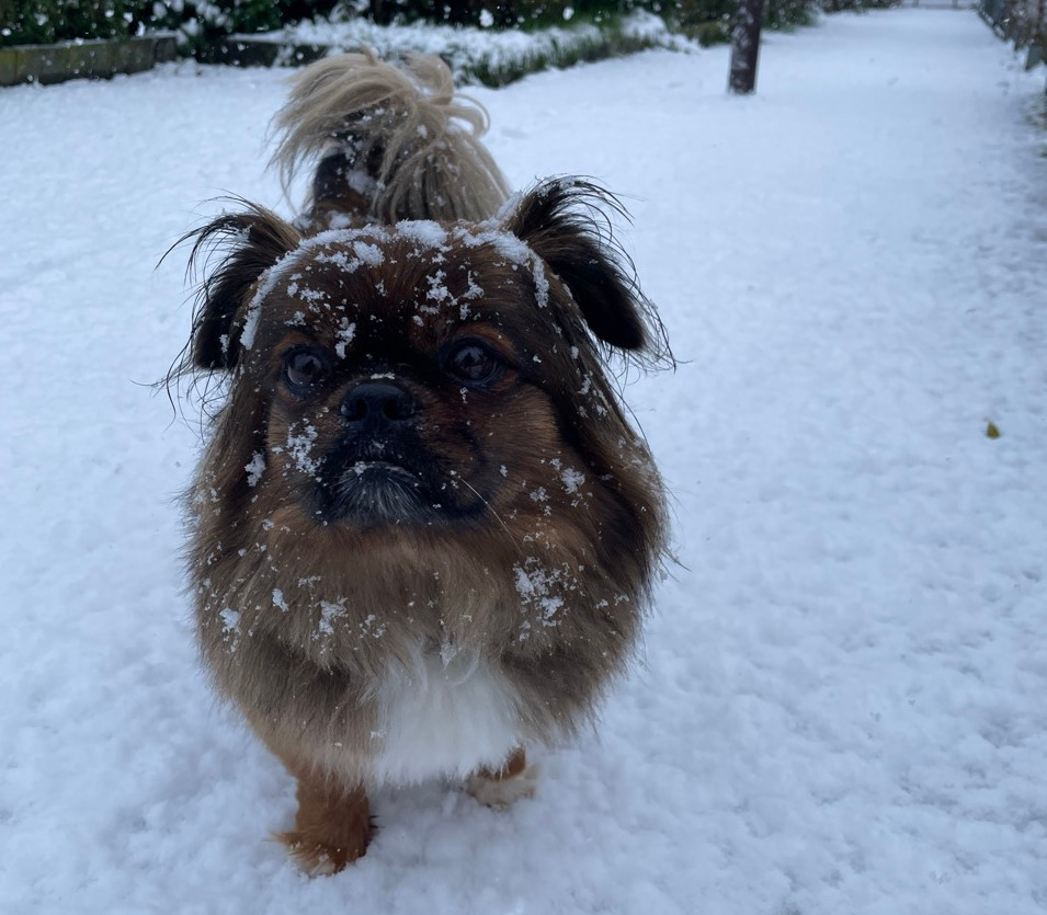 Small brown pikenese dog in a snowy garden looking disturbed
